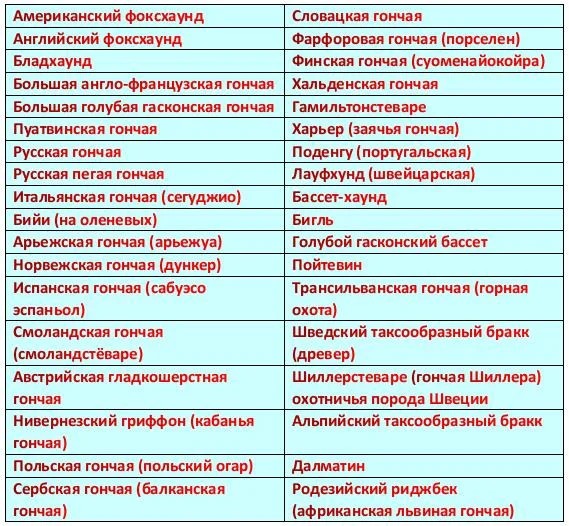 породы гончих