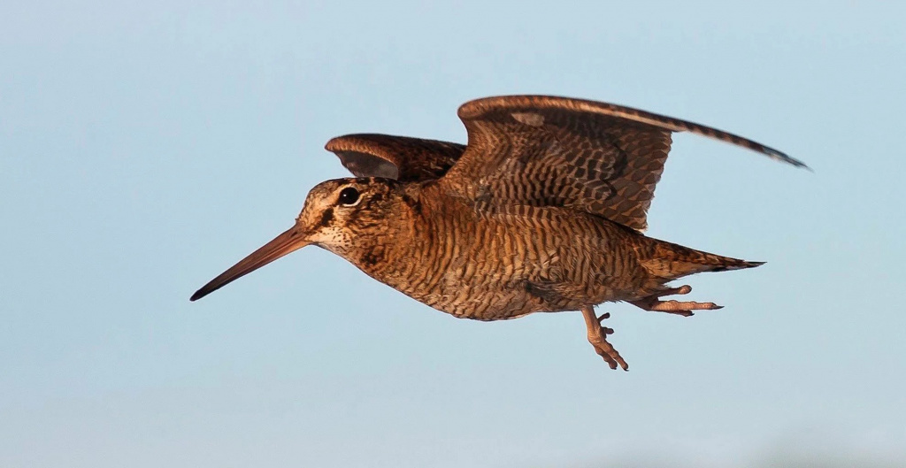 Охота на вальдшнепа