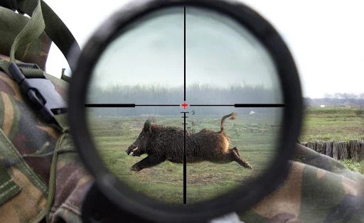 охота на кабана
