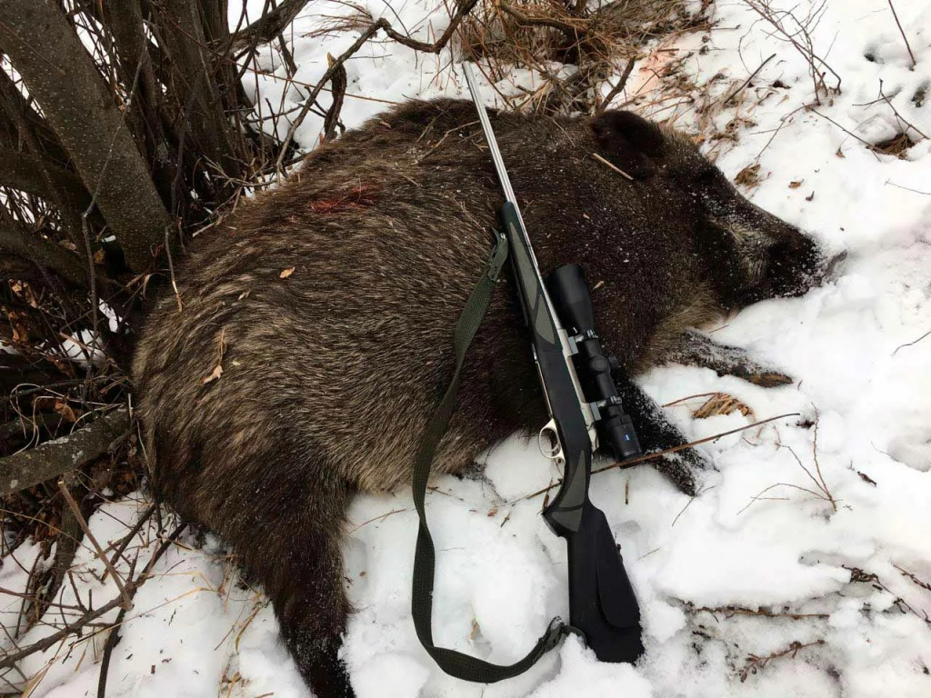 охота на кабана