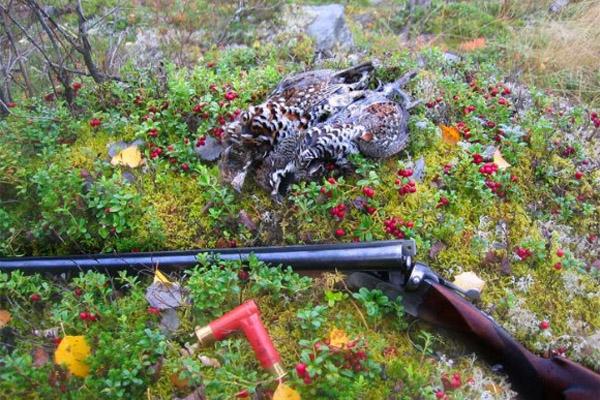 охота на рябчиков нагоном