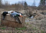 GetHunt Кировская область, Котельничский район - 2 фото 4