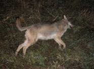 GetHunt Республика Беларусь Могилевская область Могилевский район фото 12