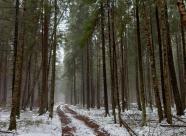 GetHunt Владимирская область, г. Александров фото 23