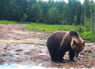 GetHunt Ленинградская область, Лодейнопольский район фото 21