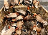 Gethunt Краснодарский край, Староминский район фото 15