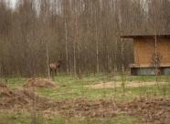 GetHunt Тверская обл. Сандовский район фото 3