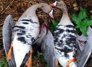 Gethunt Московская область, Раменский район фото 14