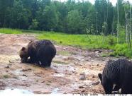 GetHunt Ленинградская область, Лодейнопольский район фото 22