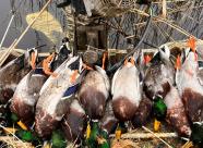 Gethunt Краснодарский край, Староминский район фото 24