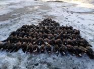 Gethunt Республика Коми муниципальный округ "Ухта" фото 2