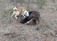 Gethunt Республика Коми муниципальный округ "Ухта" фото 10