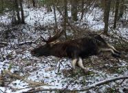 GetHunt Вологодская область, Харовский район фото 6