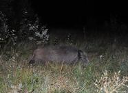 GetHunt Кировская область, Котельничский район - 2 фото 3