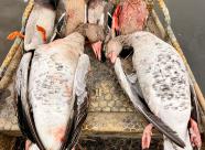 Gethunt Краснодарский край, Староминский район фото 31