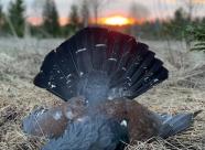 GetHunt Вологодская область, Нюксенский район фото 5