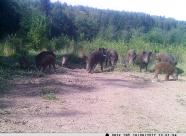 GetHunt Костромская область, Чухломской район фото 21