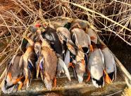 Gethunt Краснодарский край, Староминский район фото 7