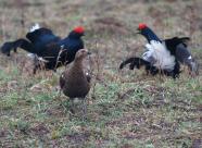 GetHunt Кировская область, Котельничский район - 2 фото 1