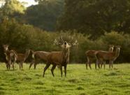 Gethunt Республика Беларусь, Гродненская область фото 7