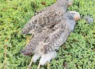 Gethunt Московская область, Раменский район фото 8