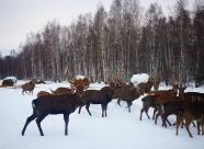 GetHunt Тюменская область, Омутинский район фото 3