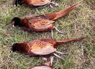 Gethunt Краснодарский край, Староминский район фото 17