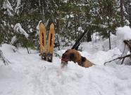 GetHunt Кировская область, Котельничский район - 2 фото 2