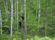 GetHunt Вологодская обл., Верховажский р-н - 2  фото 7