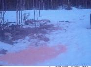 GetHunt Ленинградская область, Лодейнопольский район фото 2