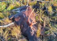 Gethunt Ивановская область Пестяковский район фото 9