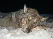 GetHunt Республика Беларусь Могилевская область Могилевский район фото 16