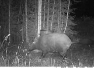 Gethunt Костромская область, Пыщугский район  фото 30
