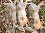 Gethunt Краснодарский край, Староминский район фото 20