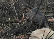 Gethunt Ивановская область Пестяковский район фото 8