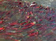 GetHunt Камчатский край, Усть-Камчатский район фото 14